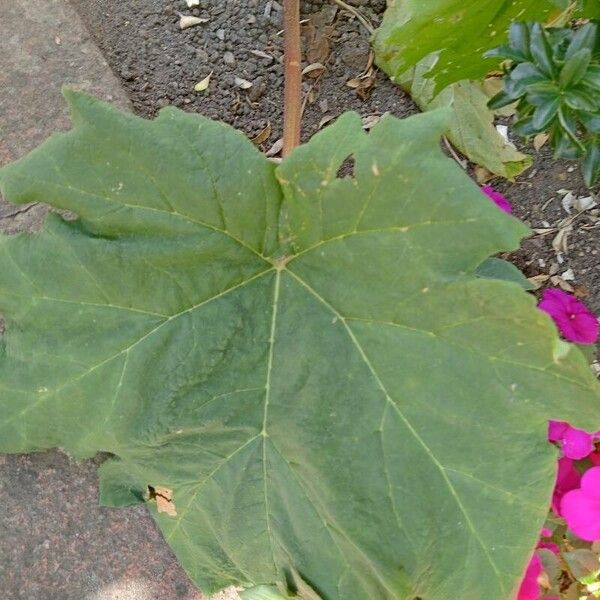 Rheum palmatum Levél