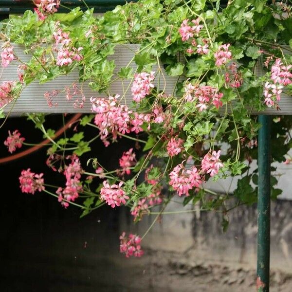 Pelargonium peltatum Лист