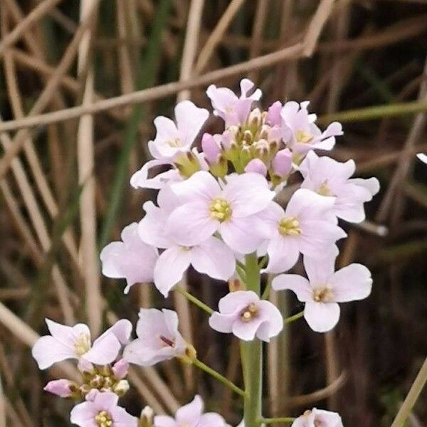 Cardamine pratensis 花