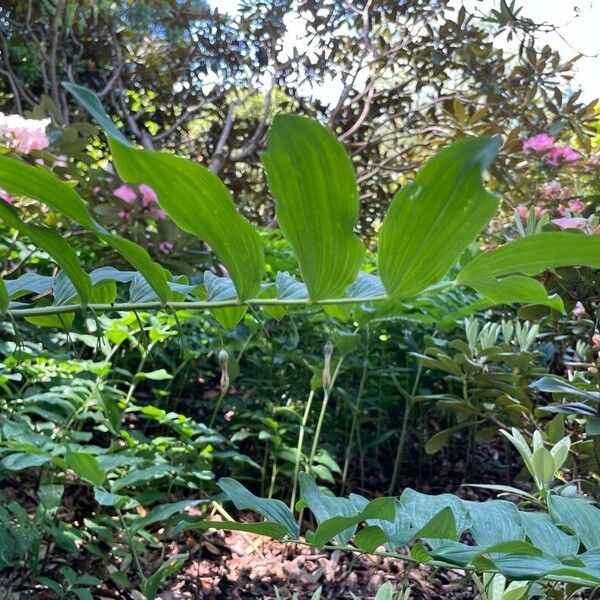 Polygonatum biflorum 花