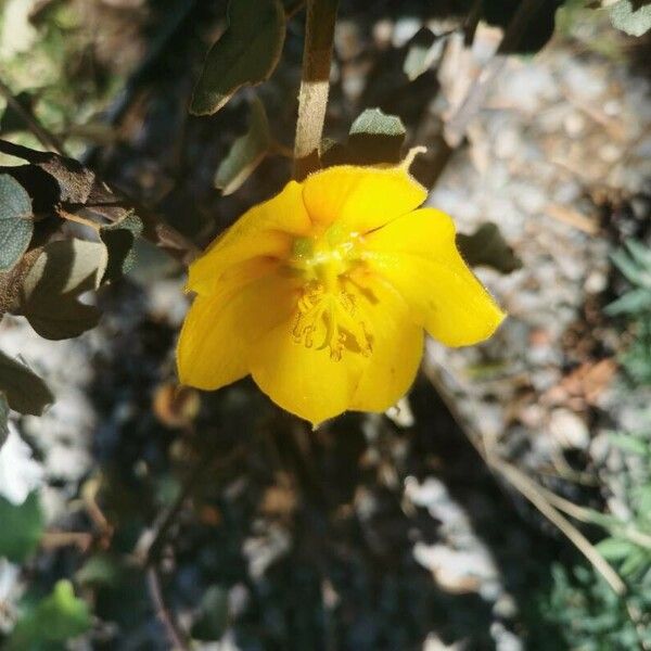 Fremontodendron californicum Cvet