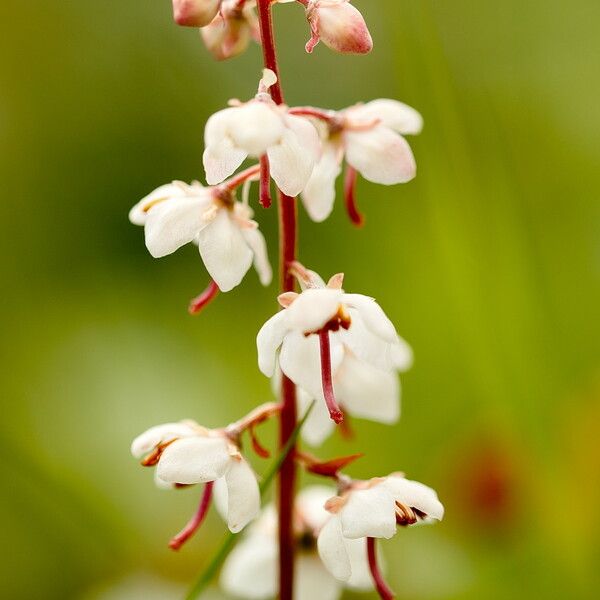 Pyrola rotundifolia Blüte