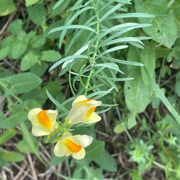 Linaria vulgaris Blad