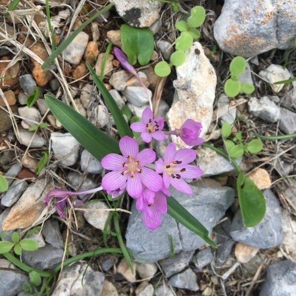 Colchicum cupanii Flower