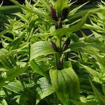 Gentiana asclepiadea Fuelha