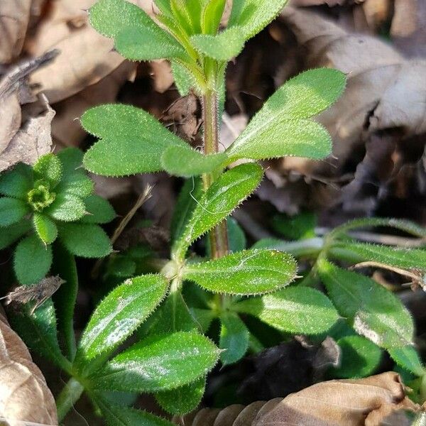 Galium verrucosum बार्क (छाल)