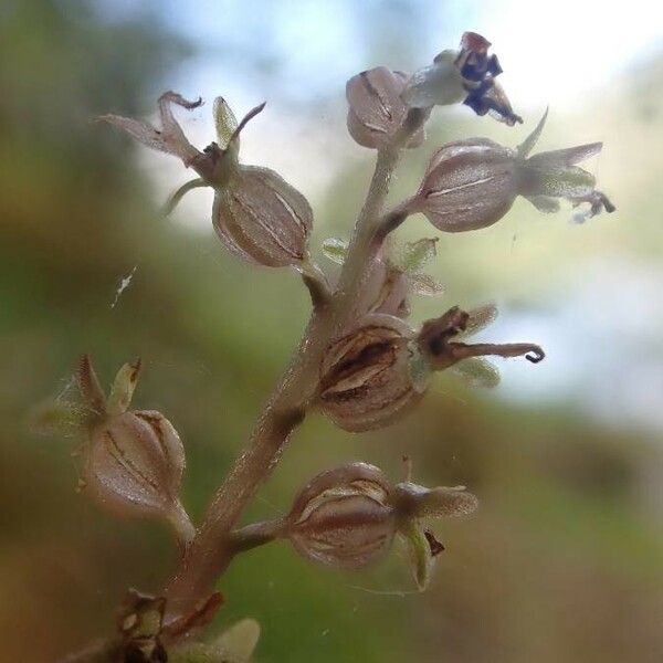 Neottia cordata Цвят