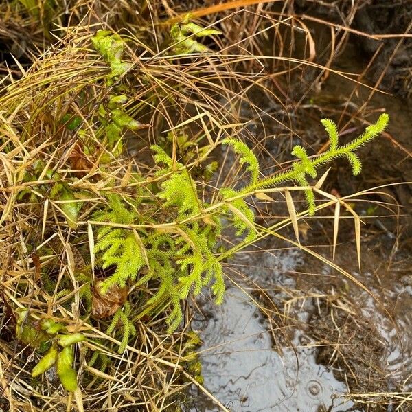 Lycopodiella cernua Ліст