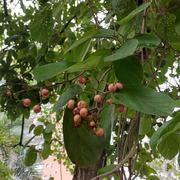 Cordia dichotoma Φρούτο