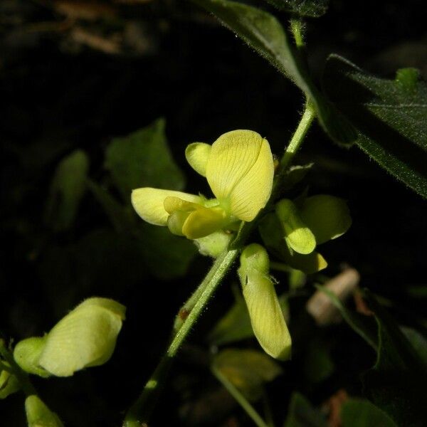 Vigna mungo Flower