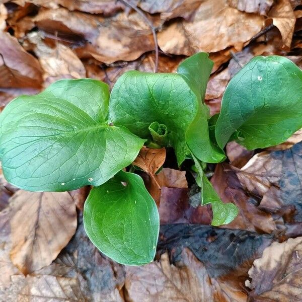 Arum cylindraceum Deilen