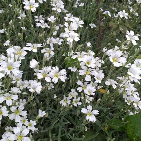 Cerastium tomentosum Květ