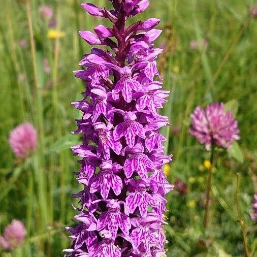 Dactylorhiza majalis Kvet