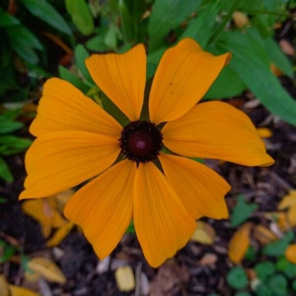 Rudbeckia hirta പുഷ്പം