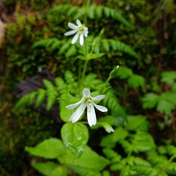 Stellaria nemorum Flower