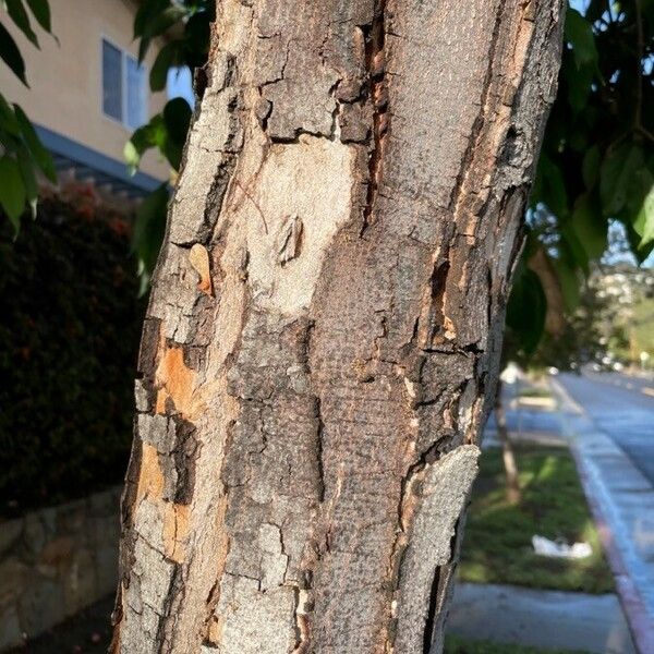 Acer oblongum Bark