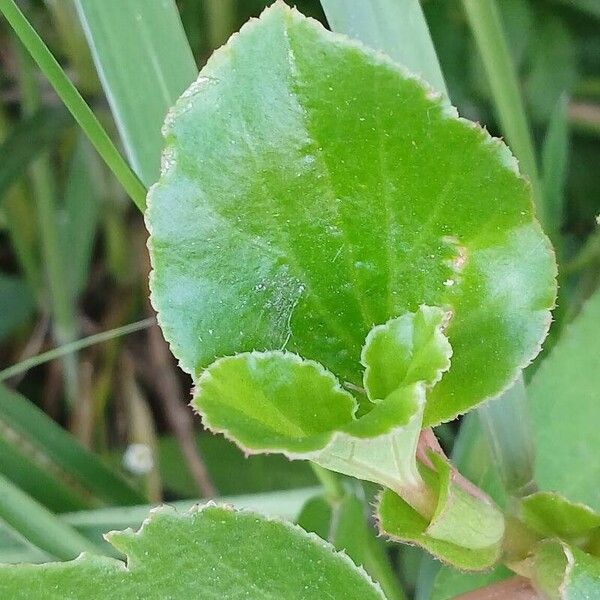 Begonia cucullata Leaf