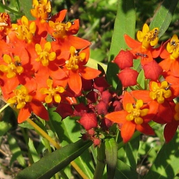 Asclepias curassavica Blüte