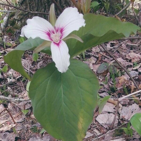 Trillium undulatum Flower