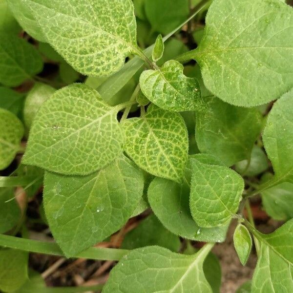 Solanum americanum Folha