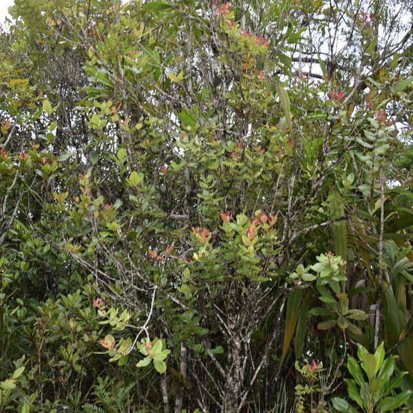 Pancheria calophylla Yeri