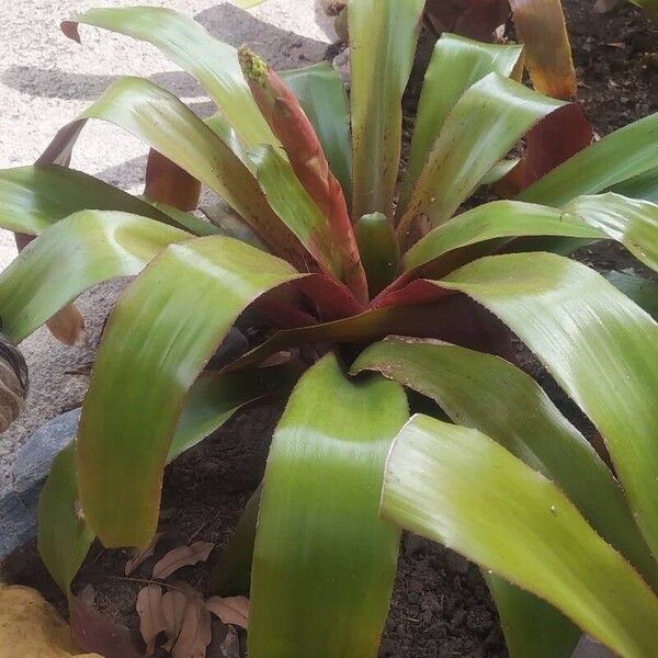 Guzmania monostachia Blad