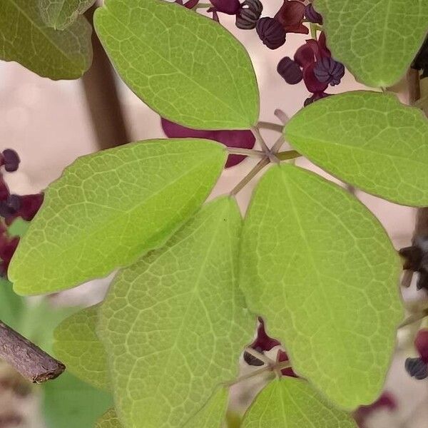 Akebia quinata Leaf