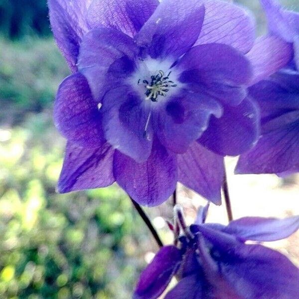 Aquilegia alpina Blüte