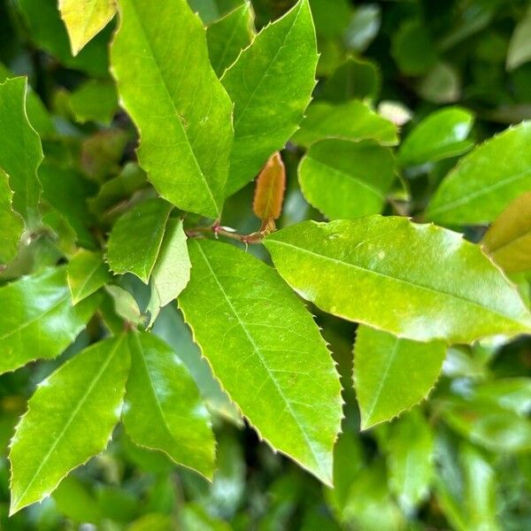 Prunus caroliniana পাতা