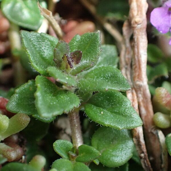 Clinopodium alpinum Folio