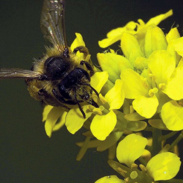 Sisymbrium loeselii ফুল