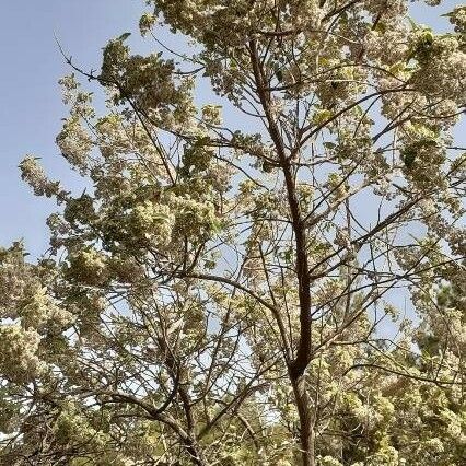 Bystropogon canariensis Habitatea