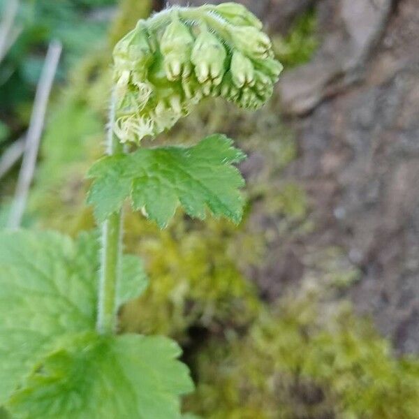 Tellima grandiflora Квітка