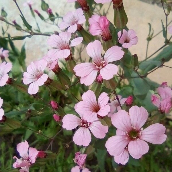 Gypsophila vaccaria Flower