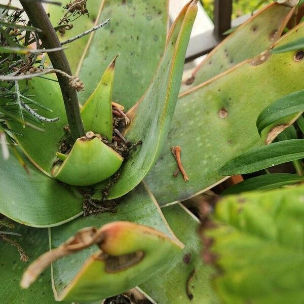 Aloe striata 葉