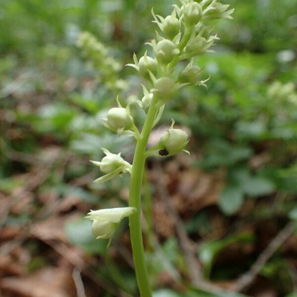 Pyrola rotundifolia Çiçek