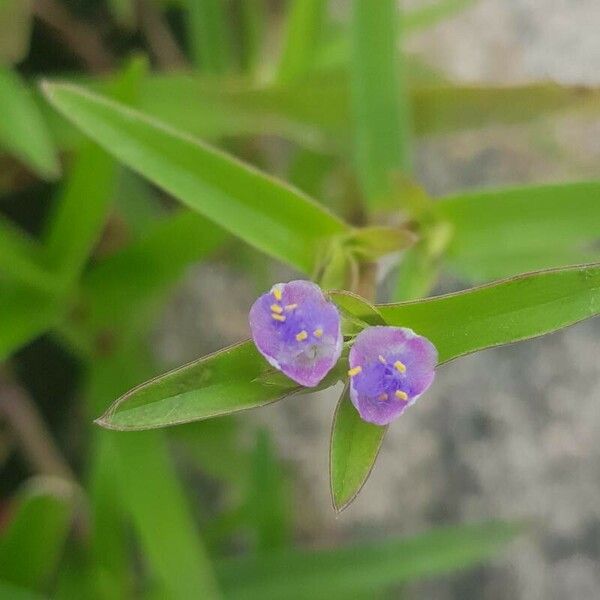 Murdannia nudiflora Õis