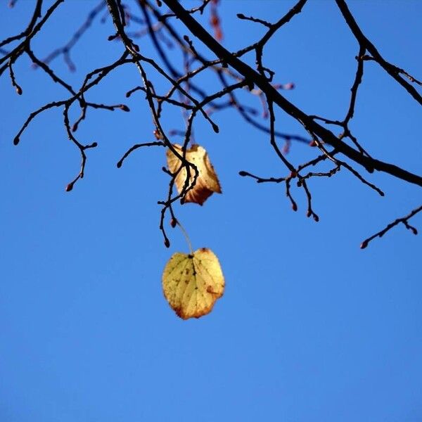 Tilia cordata Muu