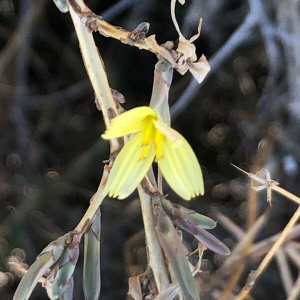 Lactuca saligna 花