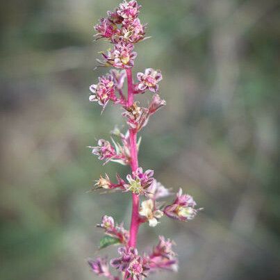 Amaranthus torreyi Virág