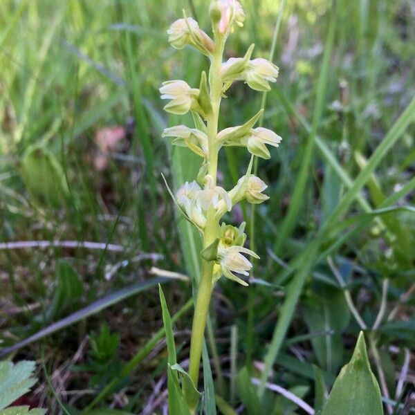 Dactylorhiza viridis Flower