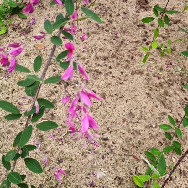 Lespedeza bicolor Žiedas