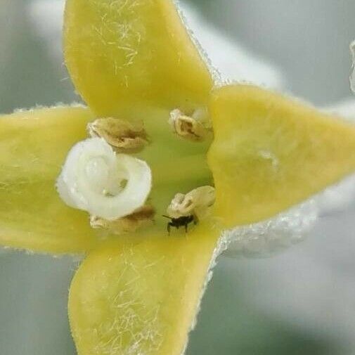 Elaeagnus angustifolia Fiore