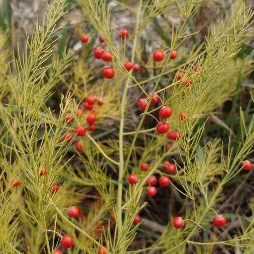 Asparagus officinalis Deilen