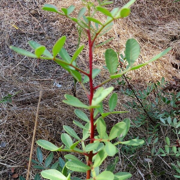 Pistacia lentiscus Φύλλο