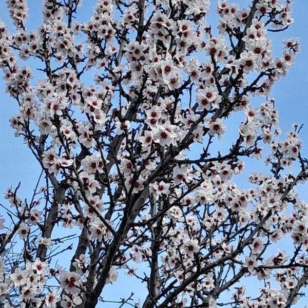 Prunus amygdalus Habit