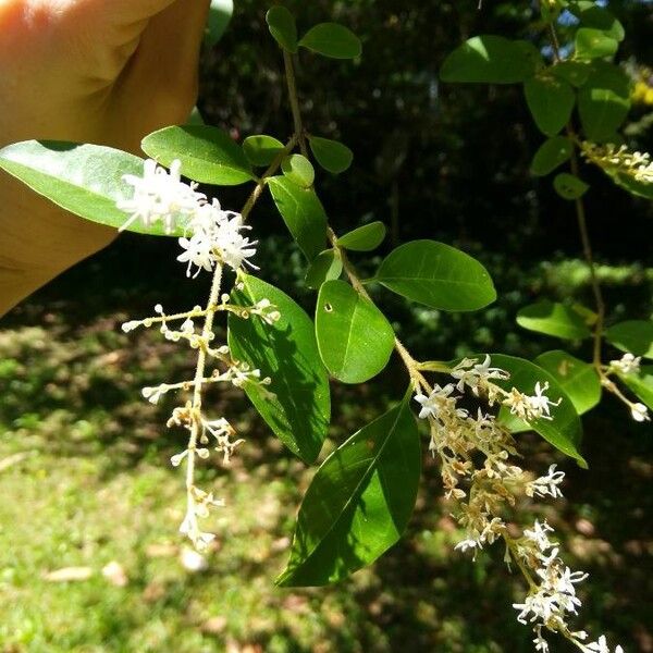 Ligustrum sinense Kwiat