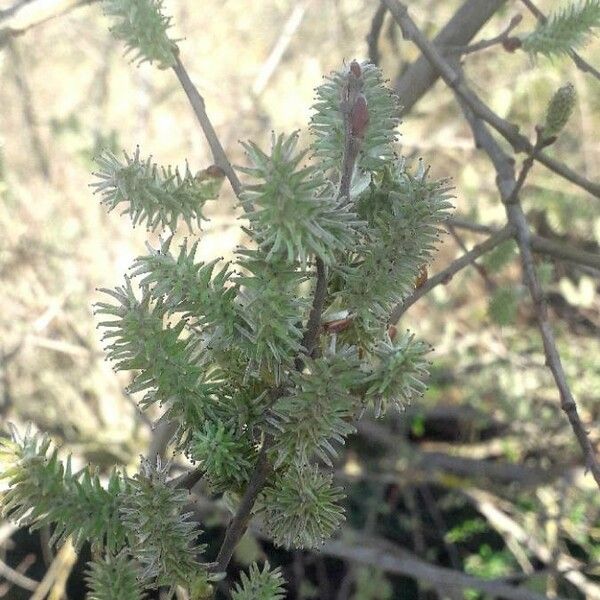 Salix caprea Květ