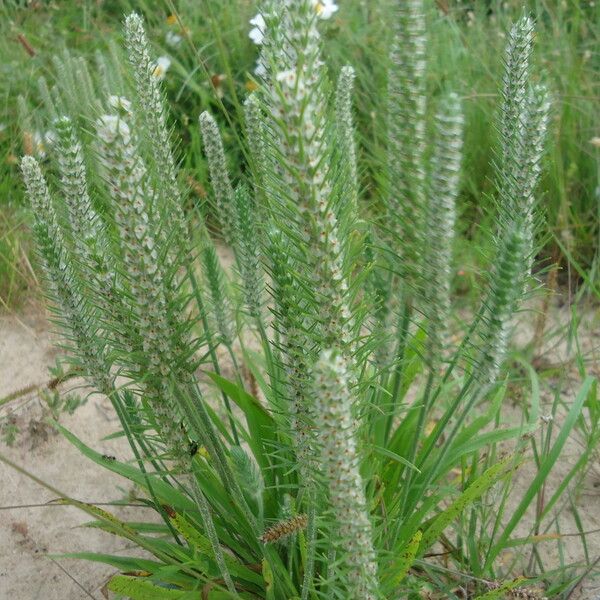 Plantago aristata Natur