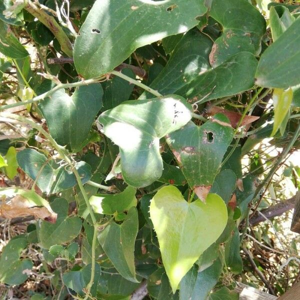 Smilax aspera Leaf